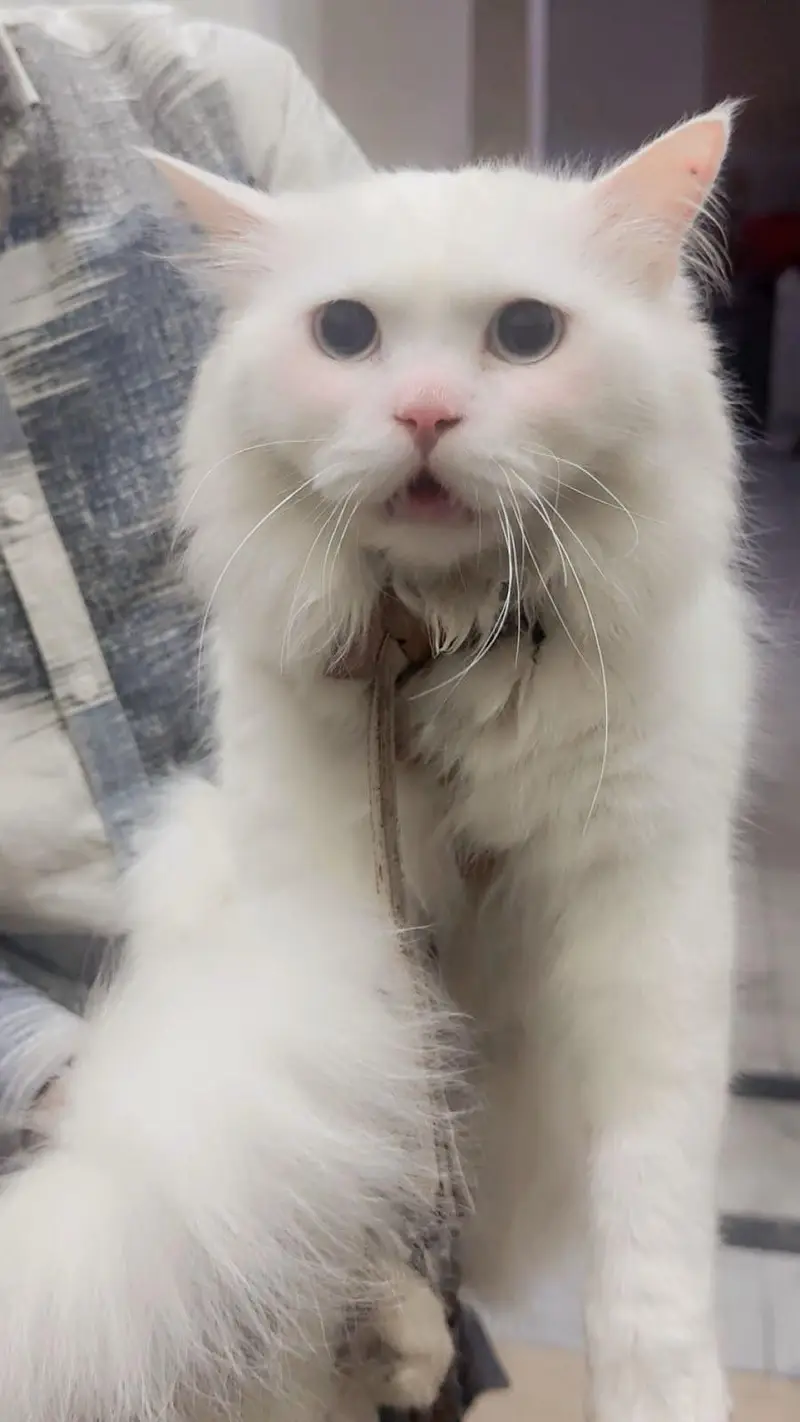 persian Cats Beautiful Pair — photo 2