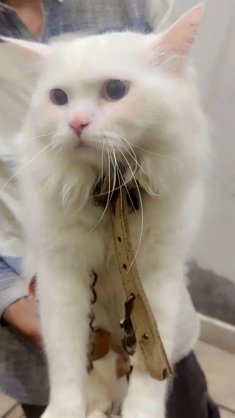 persian Cats Beautiful Pair — photo 4