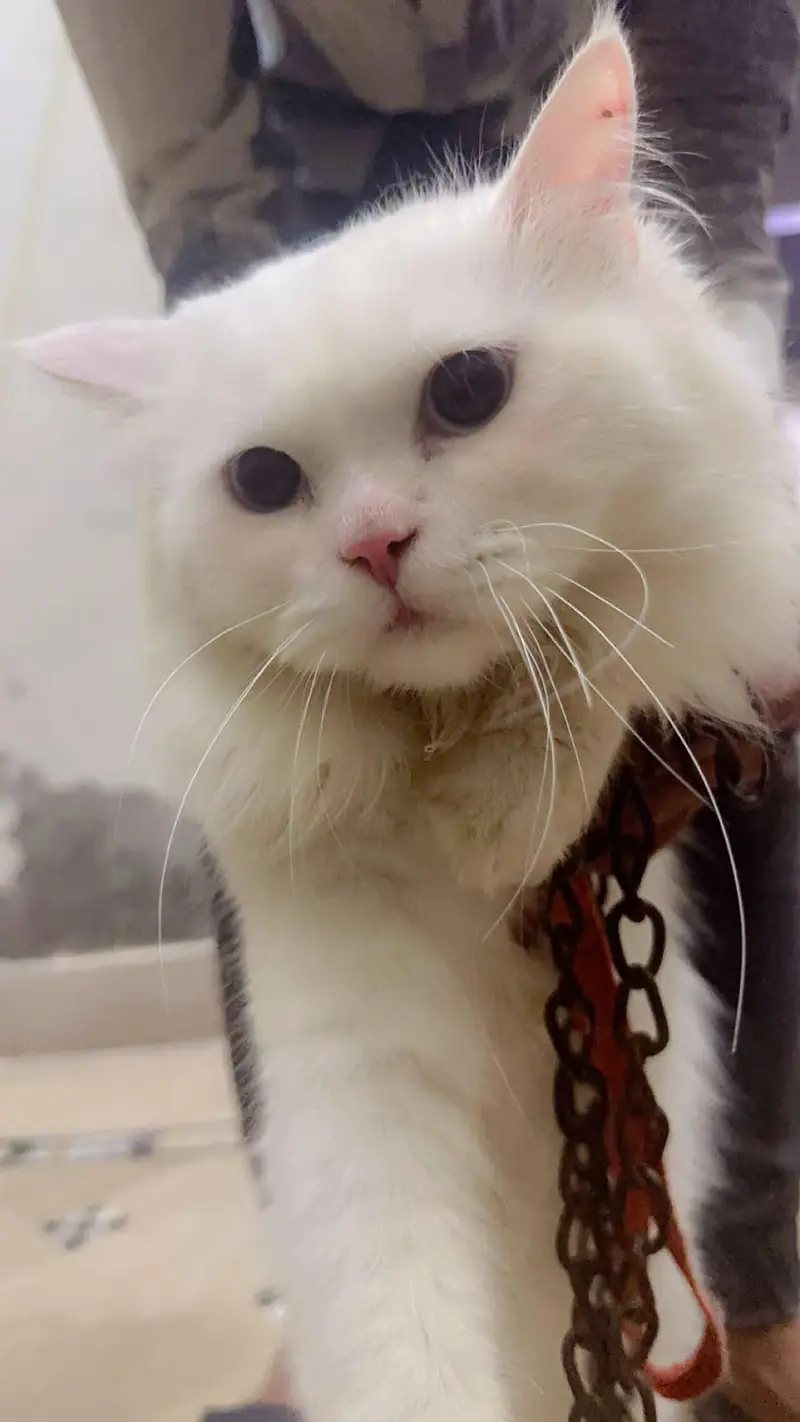 persian Cats Beautiful Pair — photo 5