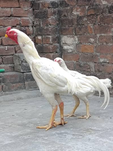 White O shamo breeder pair