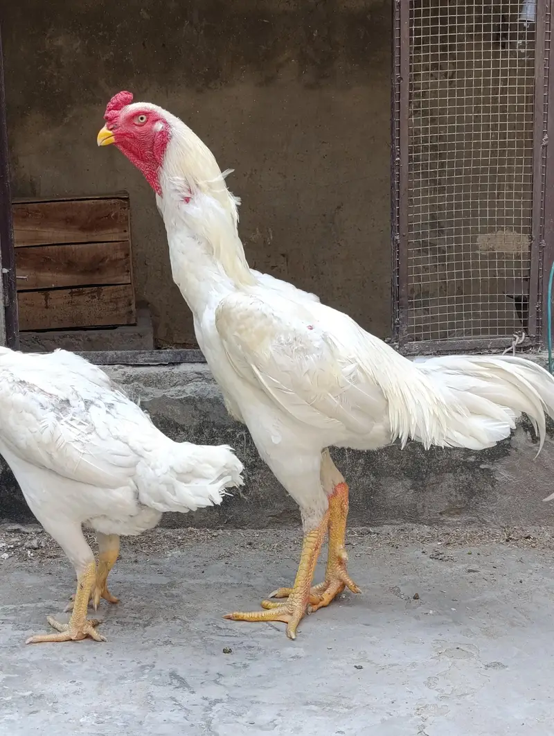 White O shamo breeder pair — photo 2