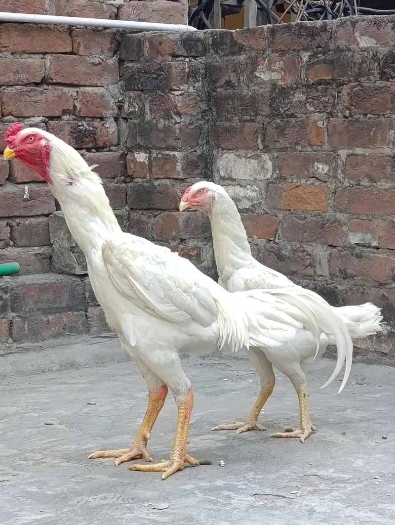 White O shamo breeder pair — photo 3