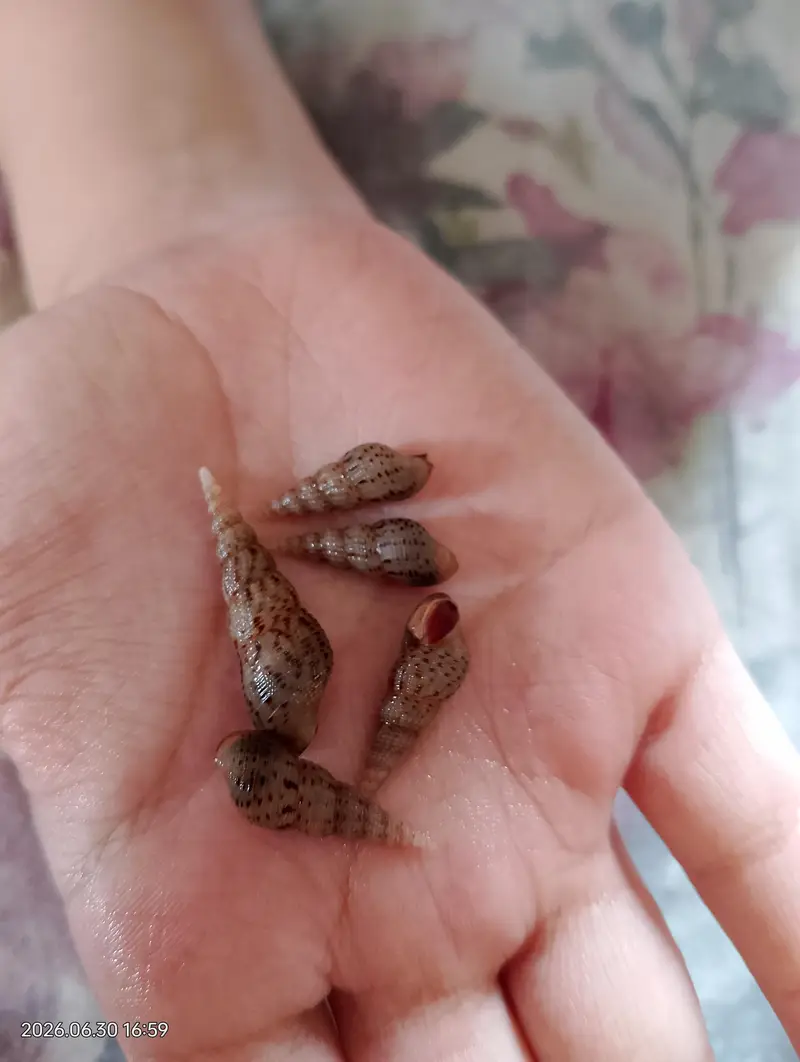 Malysian trumpet snail available