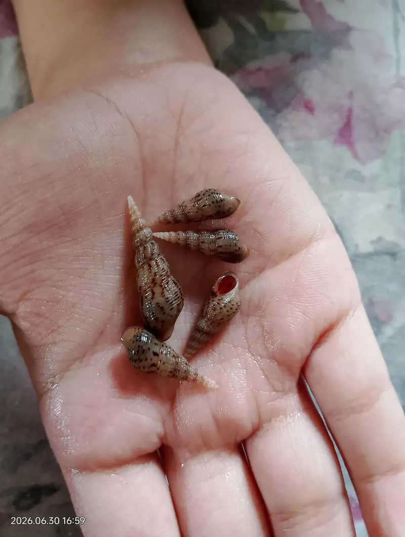 Malysian trumpet snail available — photo 2