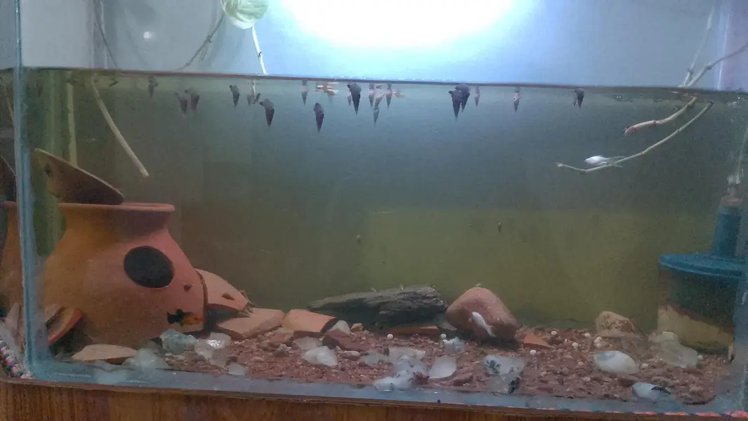 Malysian trumpet snail available — photo 4