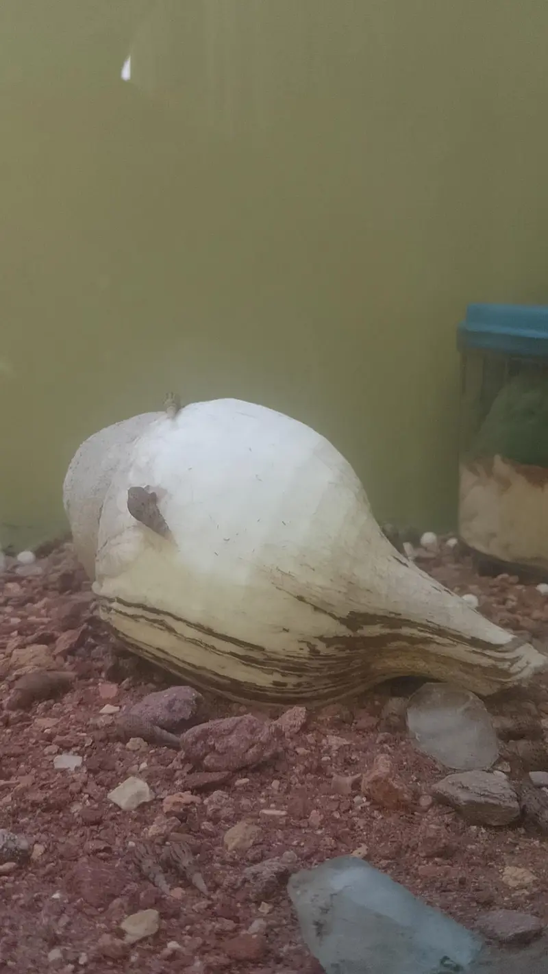 Malysian trumpet snail available — photo 5