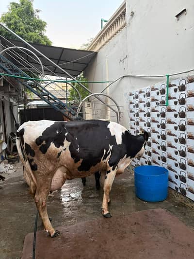 Ready to Calf cow 45-50 litres per day milk