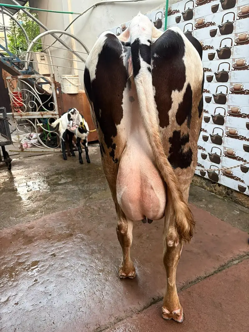 Ready to Calf cow 45-50 litres per day milk — photo 2