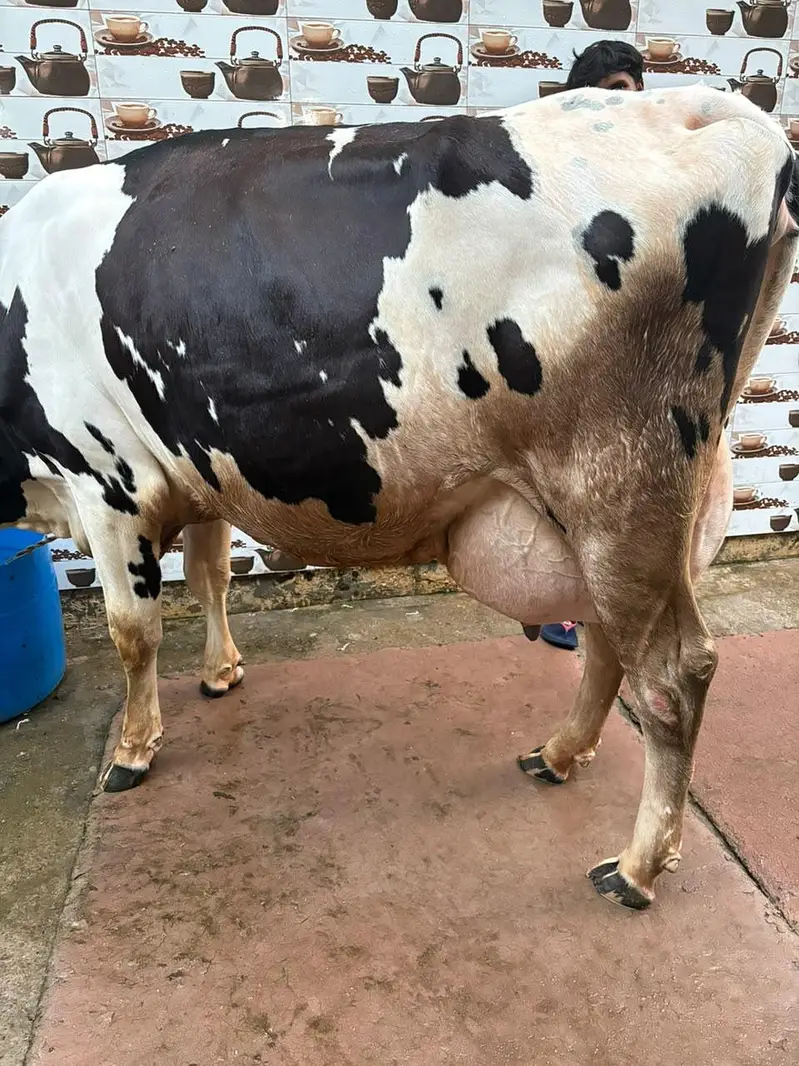 Ready to Calf cow 45-50 litres per day milk — photo 3