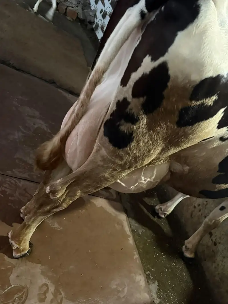 Ready to Calf cow 45-50 litres per day milk — photo 4