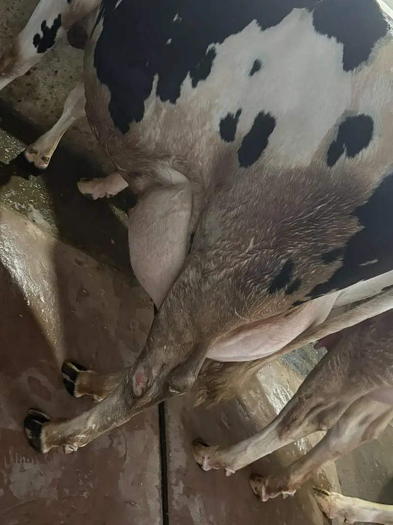Ready to Calf cow 45-50 litres per day milk — photo 5