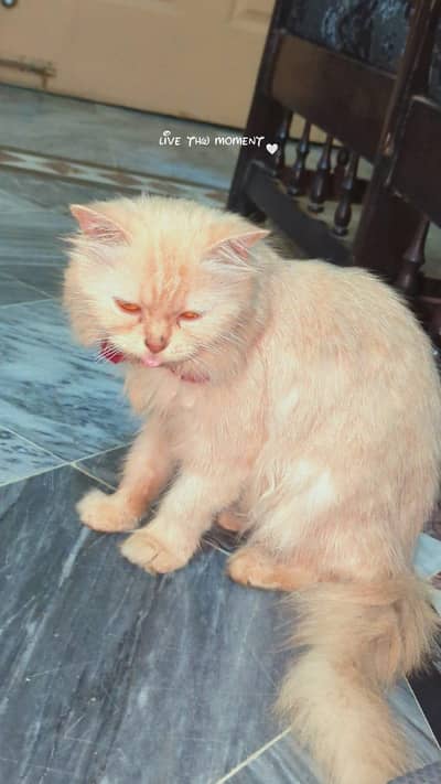 Double Coated Persian Cat with equipments
