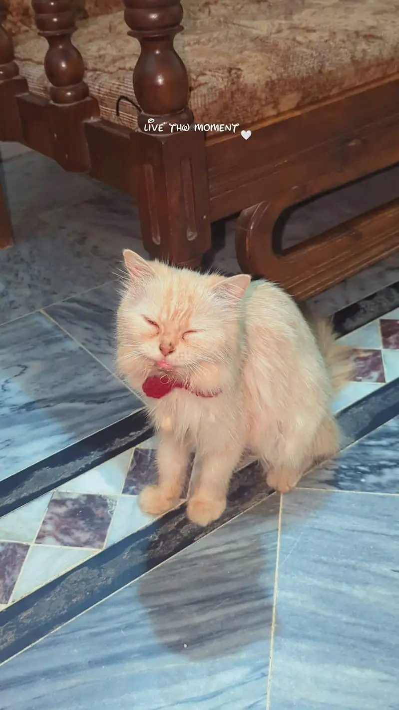 Double Coated Persian Cat with equipments — photo 2