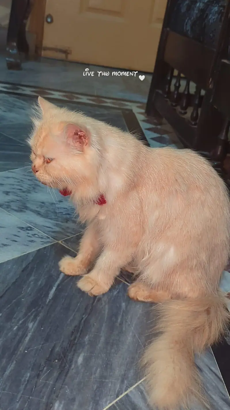 Double Coated Persian Cat with equipments — photo 3