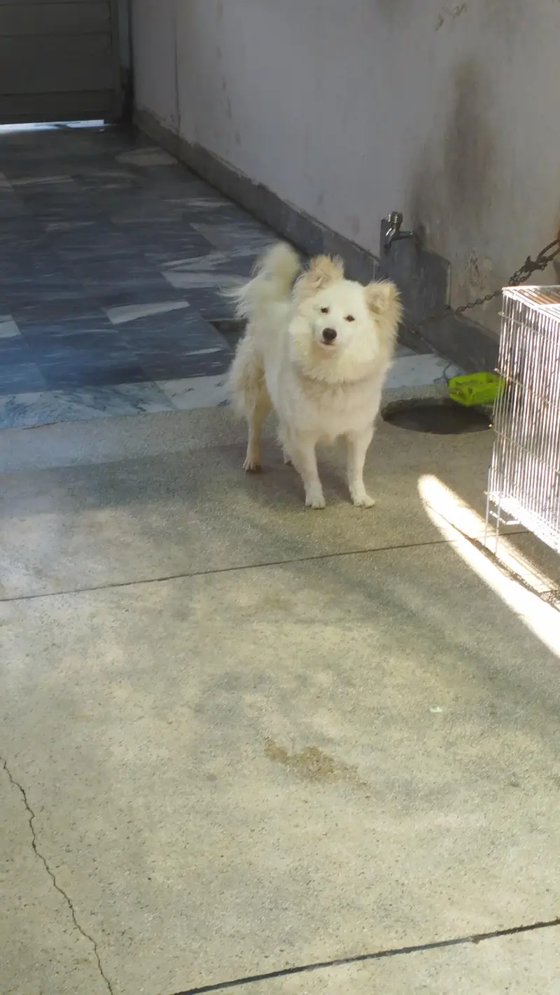 russain dog for sale — photo 2