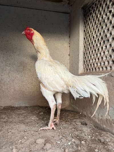 Heera Aseel murga