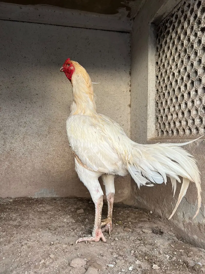 Heera Aseel murga — photo 2