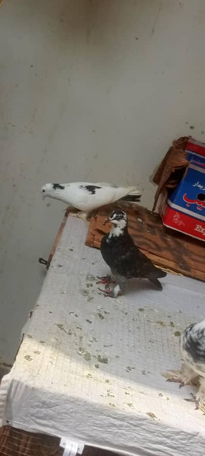 fancy pigeon for sale