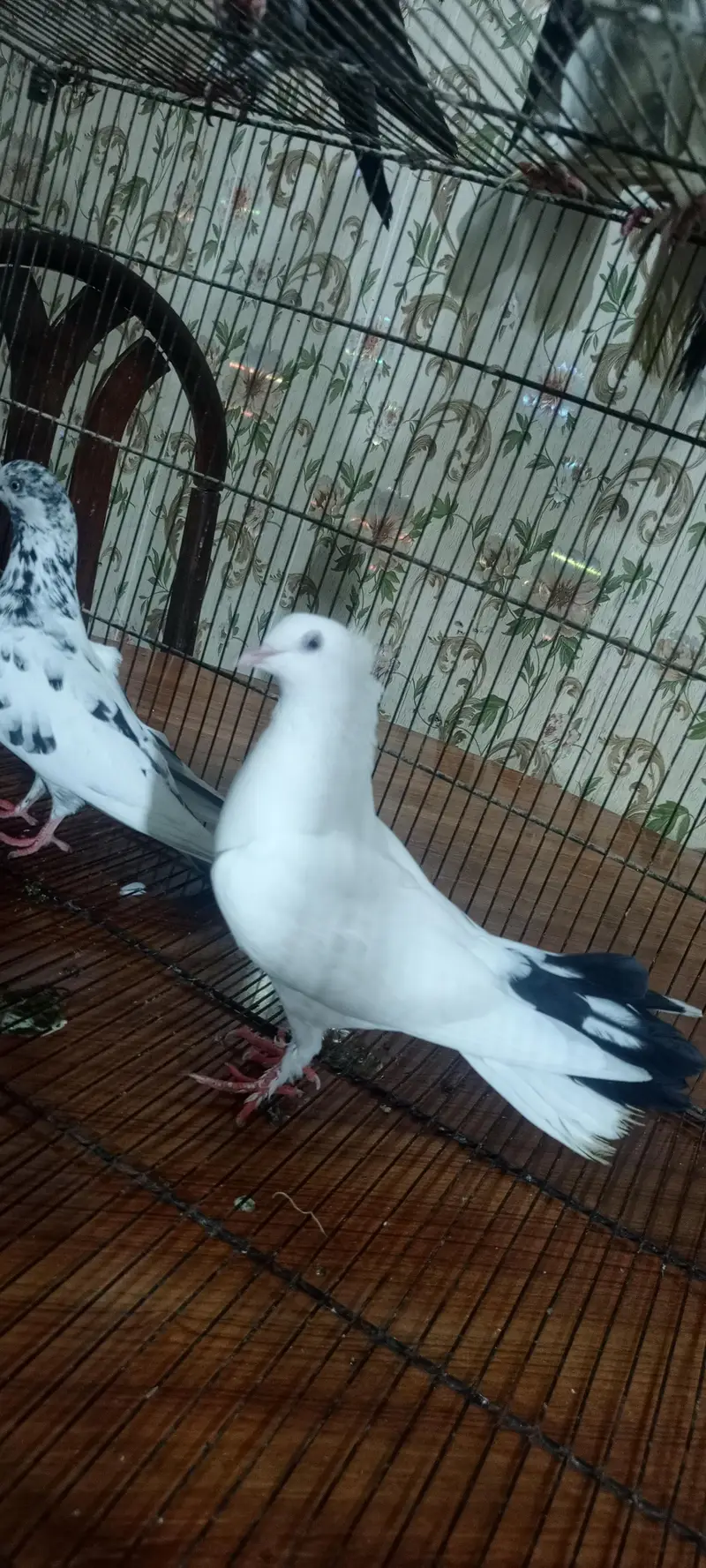 fancy pigeon for sale — photo 2