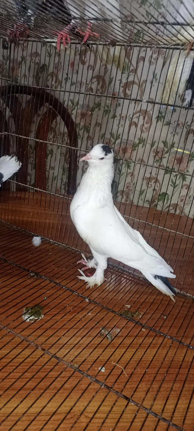 fancy pigeon for sale — photo 3