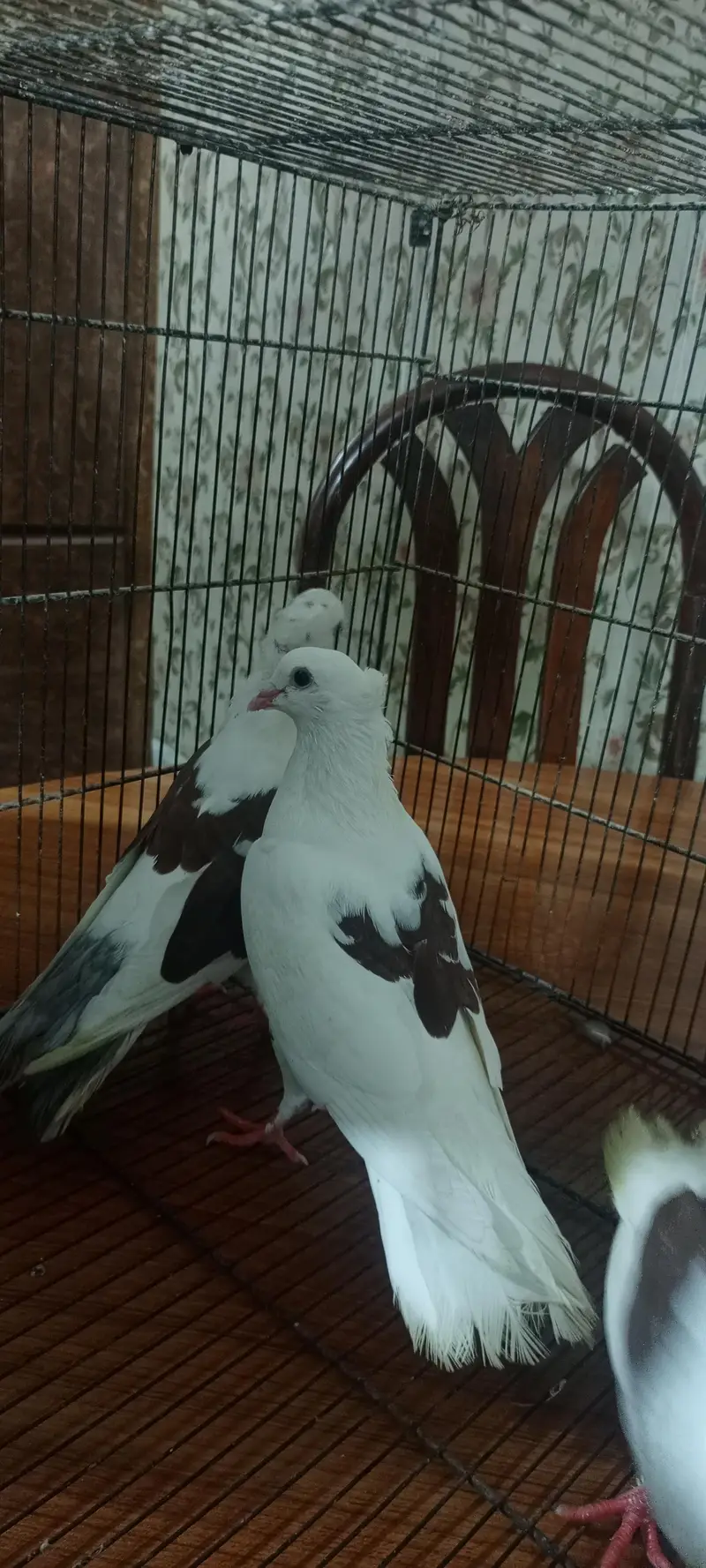 fancy pigeon for sale — photo 4