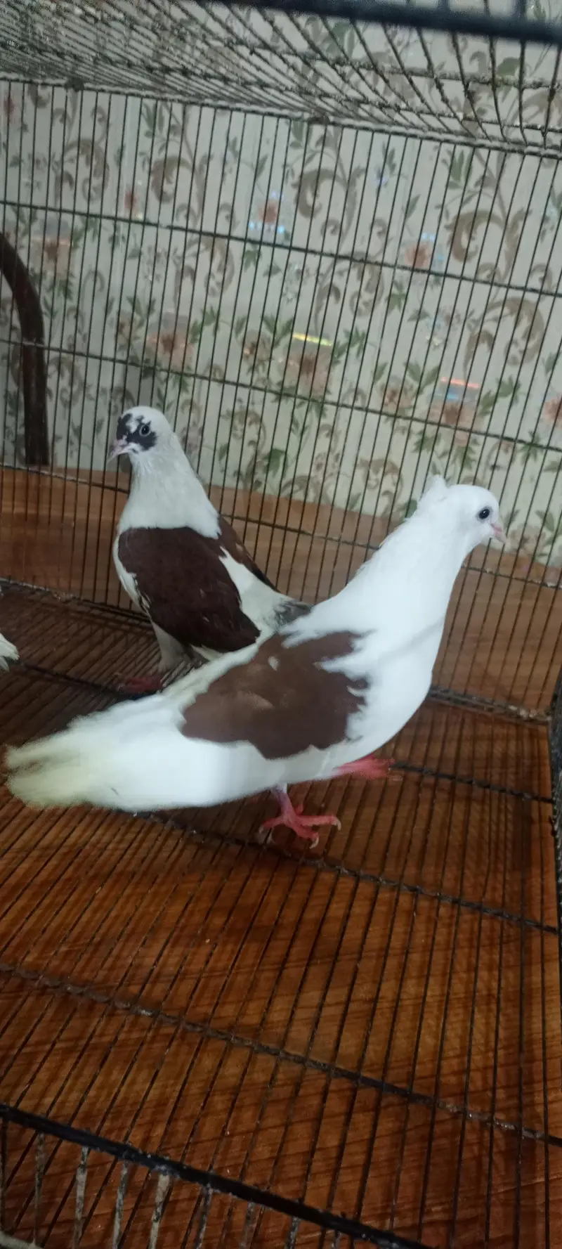 fancy pigeon for sale — photo 5
