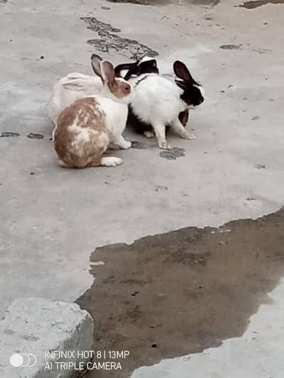 Brider Rabbits 4 female &  1 male