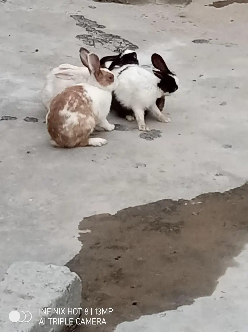 Brider Rabbits 4 female &  1 male