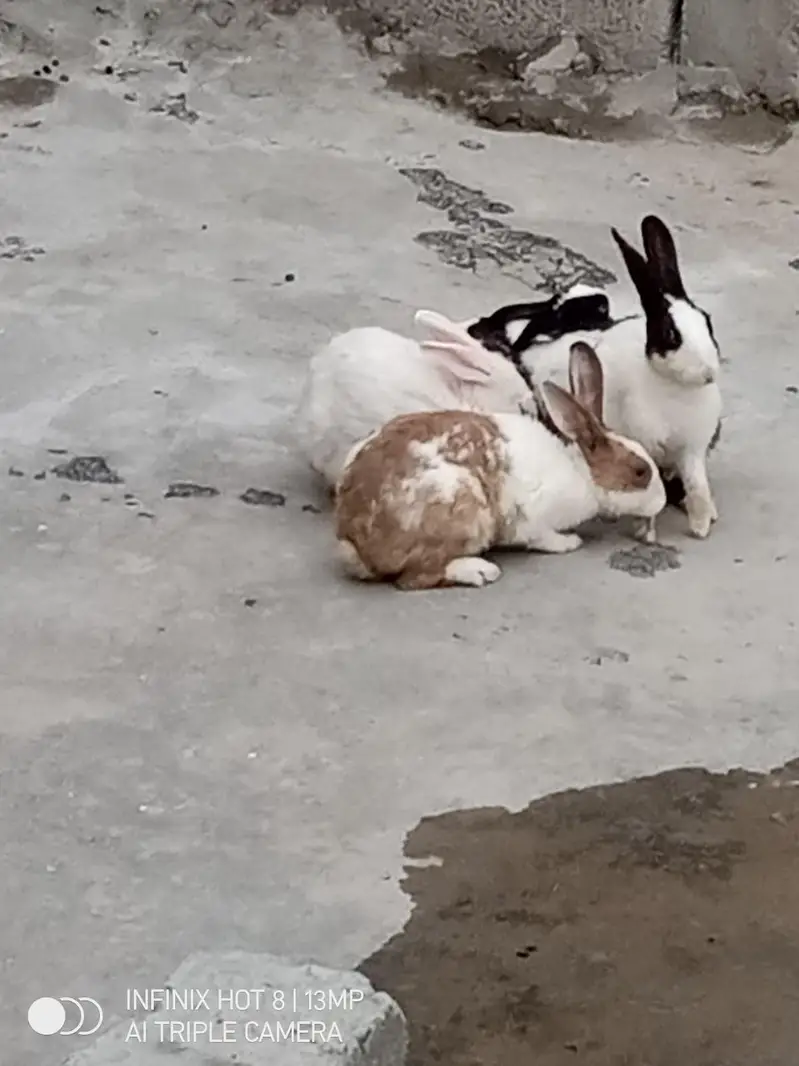 Brider Rabbits 4 female &  1 male — photo 2