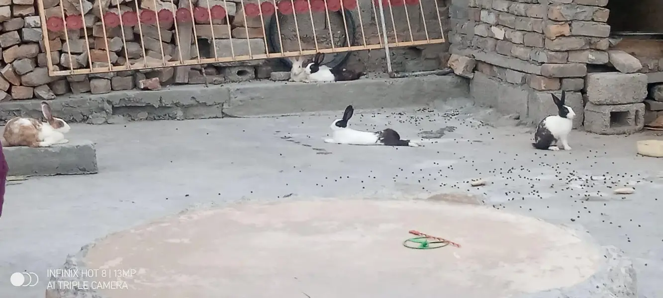 Brider Rabbits 4 female &  1 male — photo 3