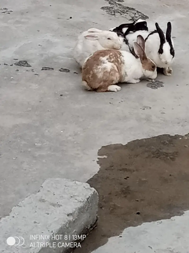 Brider Rabbits 4 female &  1 male — photo 4