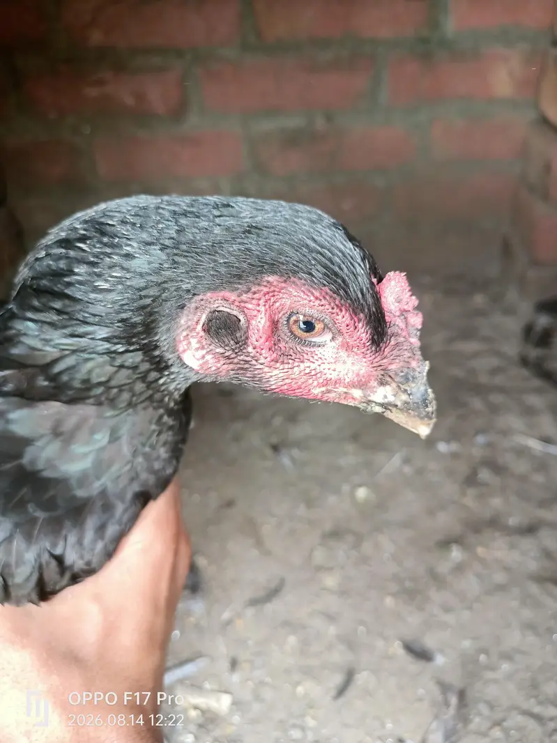 murgi color black nasal daragan ur Thai — photo 3