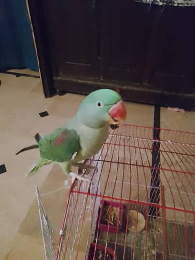 Raw parrot with cage