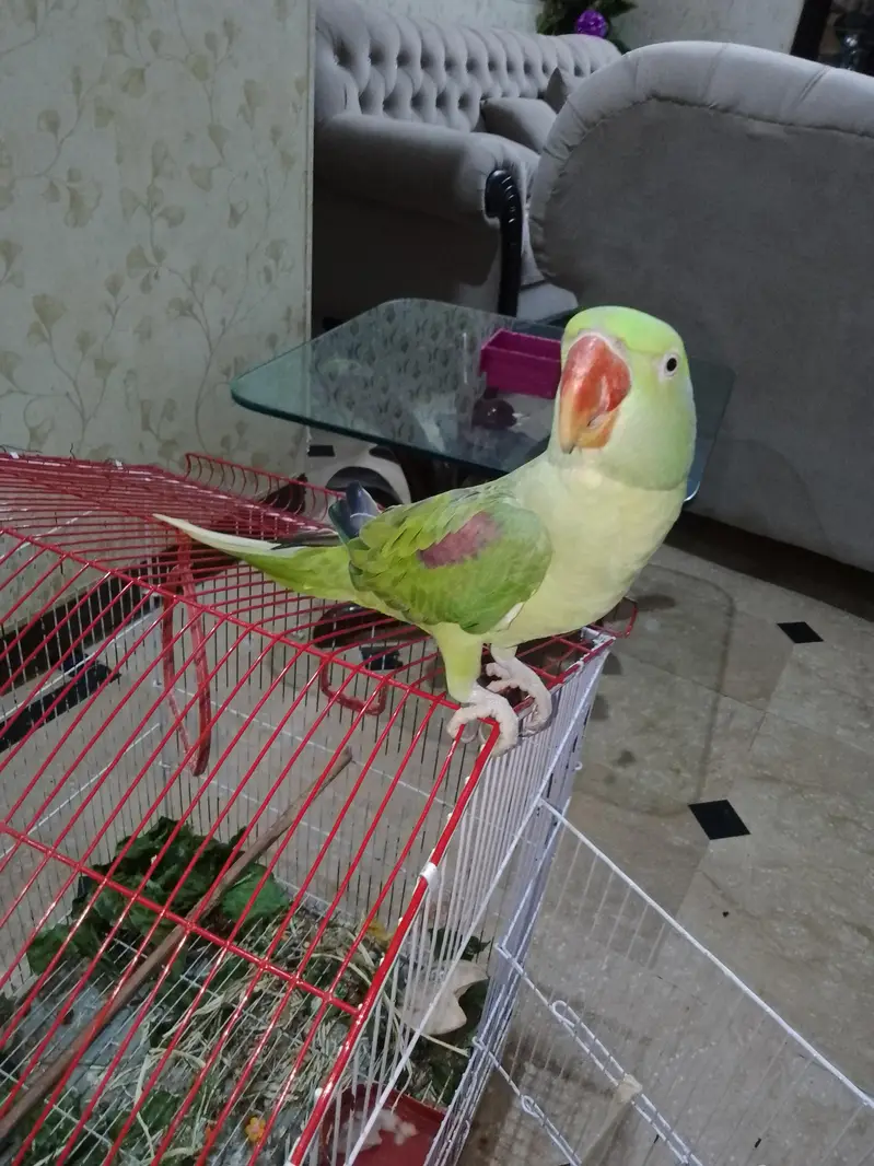 Raw parrot with cage — photo 2