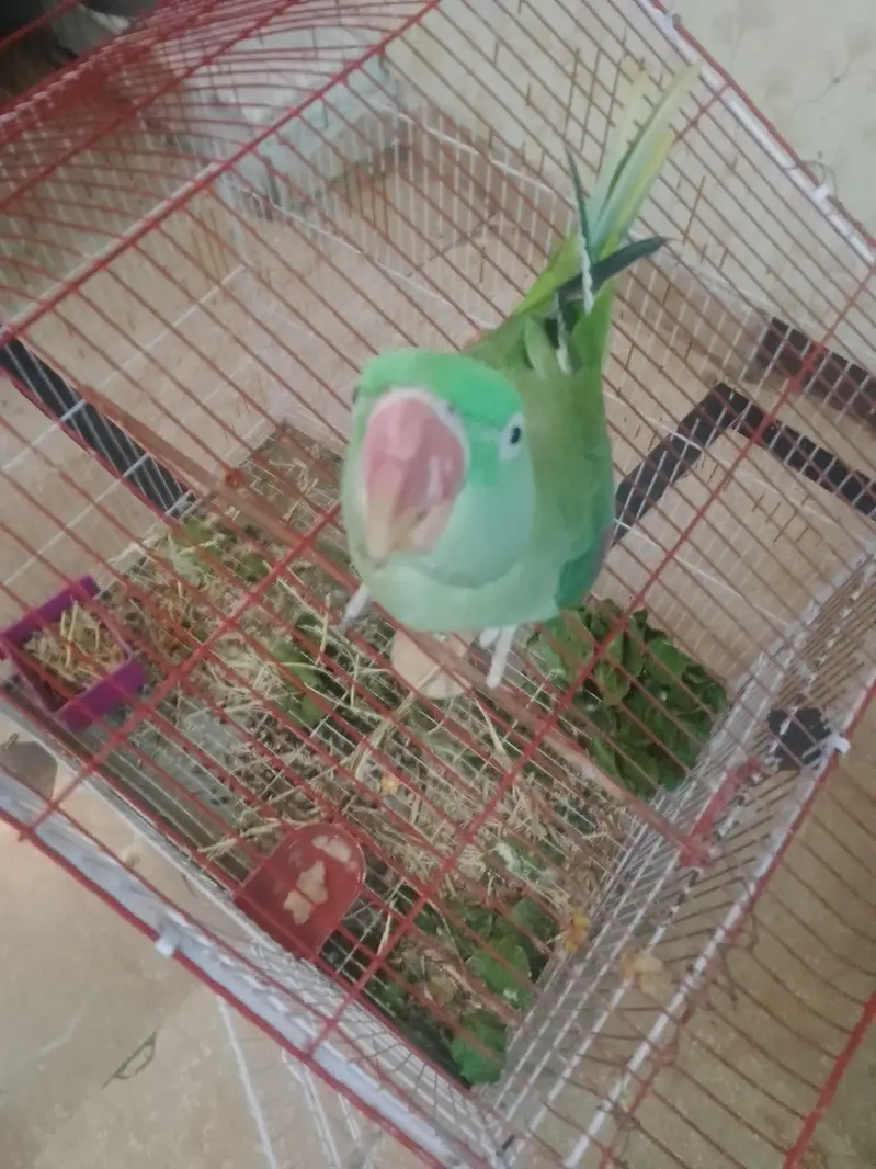 Raw parrot with cage — photo 3