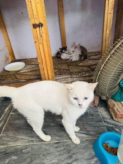 Persian/White Cat with Kittens*