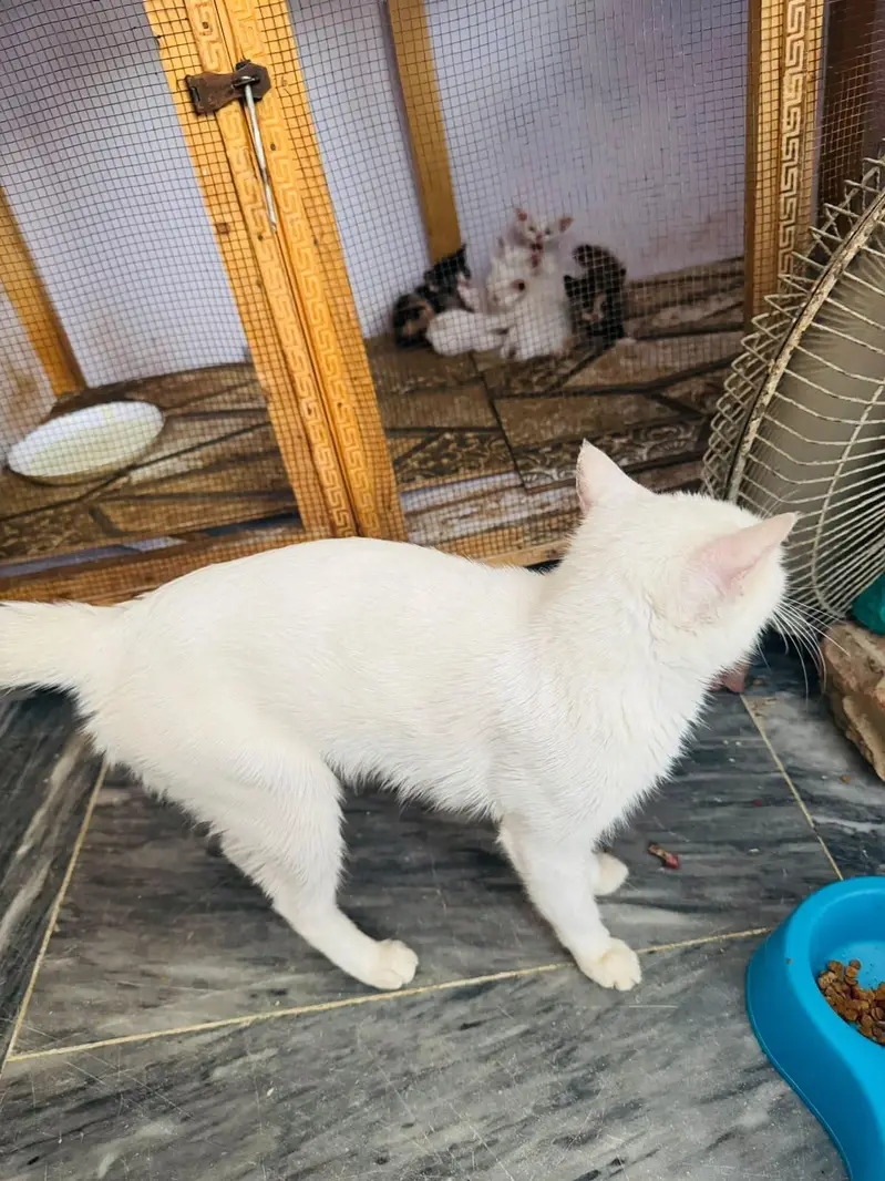 Persian/White Cat with Kittens* — photo 2