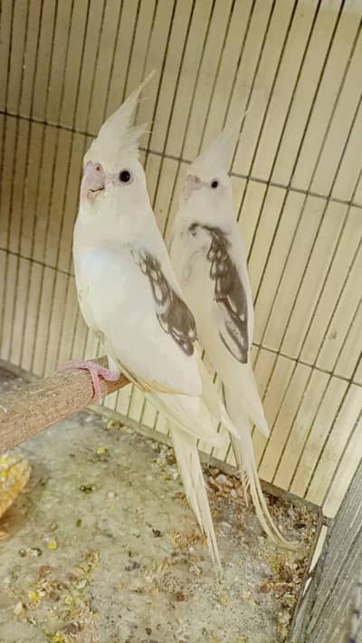 v pied butterfly  breeder pair.