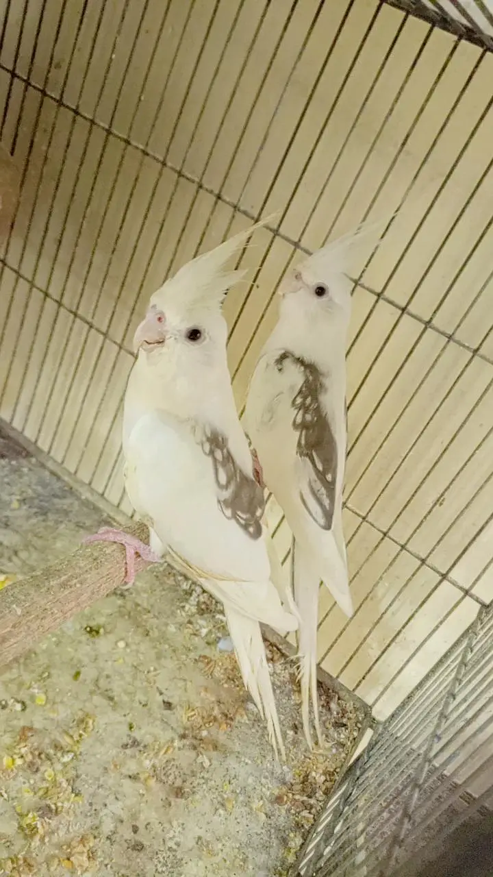 v pied butterfly  breeder pair. — photo 2