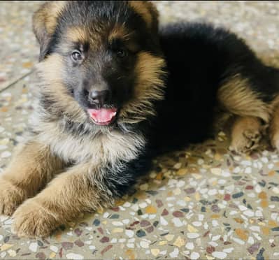German shepherd male puppy
