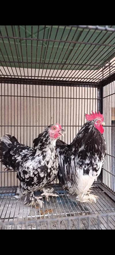 white bantam | moulted bantam | Milli flower | bantam 03096360200