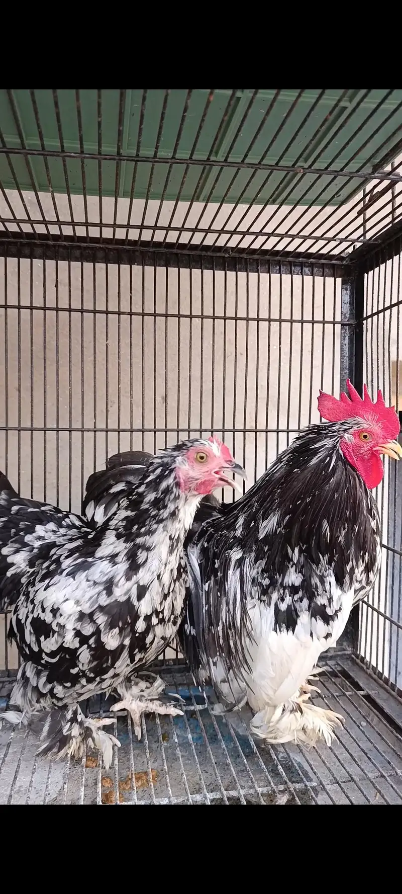 white bantam | moulted bantam | Milli flower | bantam 03096360200 — photo 2