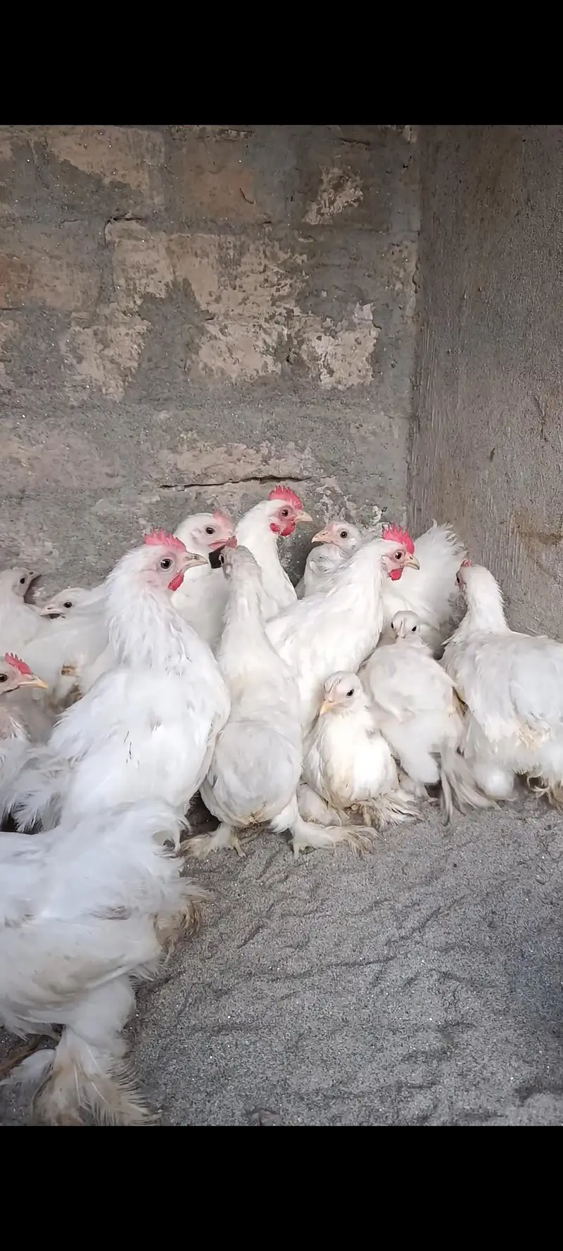 white bantam | moulted bantam | Milli flower | bantam 03096360200 — photo 3