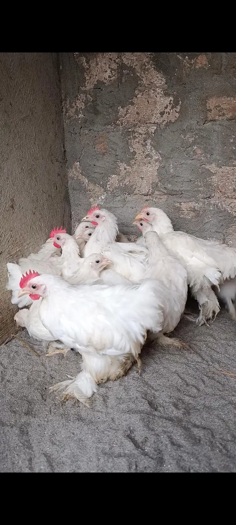 white bantam | moulted bantam | Milli flower | bantam 03096360200 — photo 4