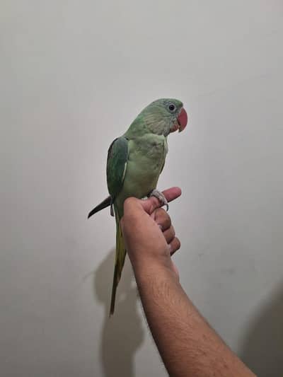 kashmiri raw parrot