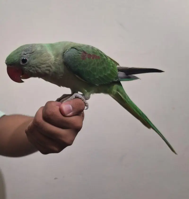 kashmiri raw parrot — photo 2