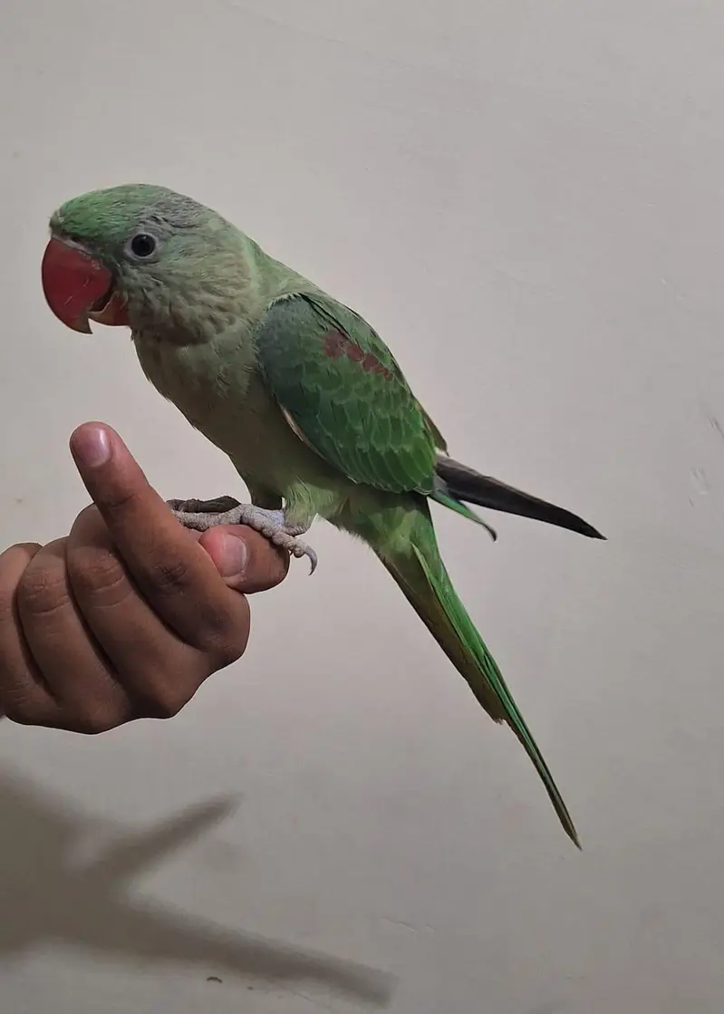 kashmiri raw parrot — photo 3