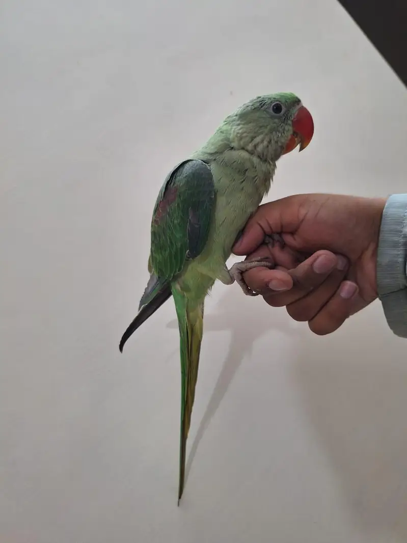 kashmiri raw parrot — photo 4