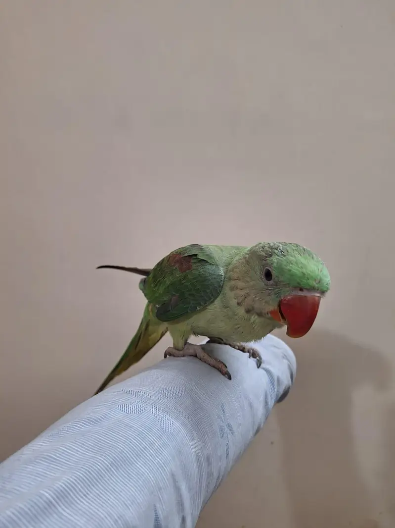 kashmiri raw parrot — photo 5