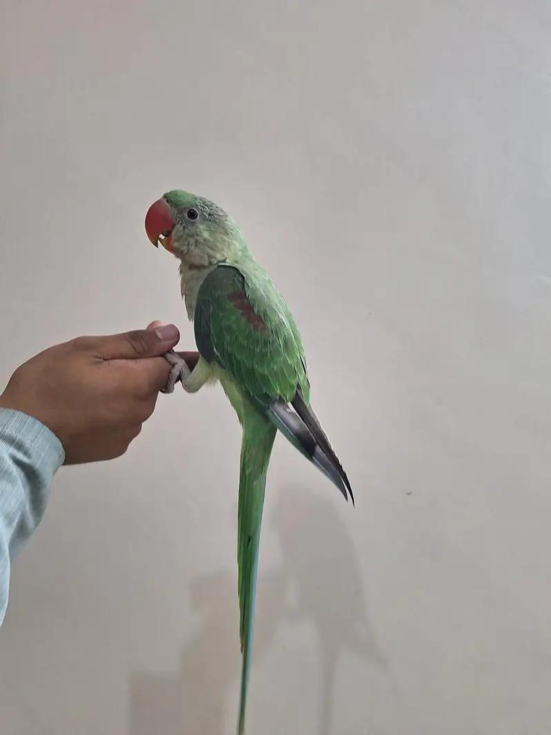 kashmiri raw parrot — photo 6